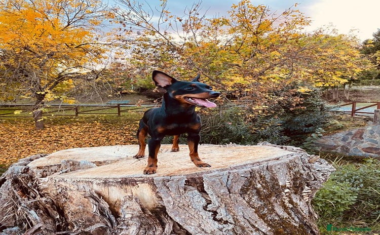 Pinscher Miniatura perros - Propaganda 1