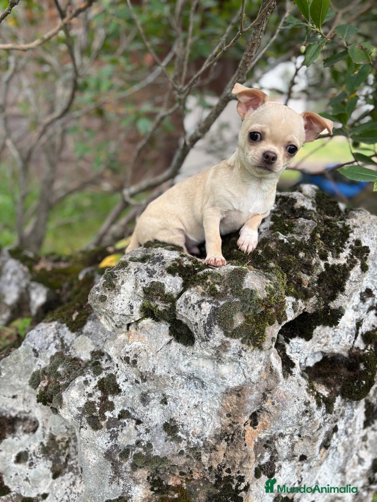 Chihuahua perros en venta: Chihuahua macho disponible  - Anuncio 4