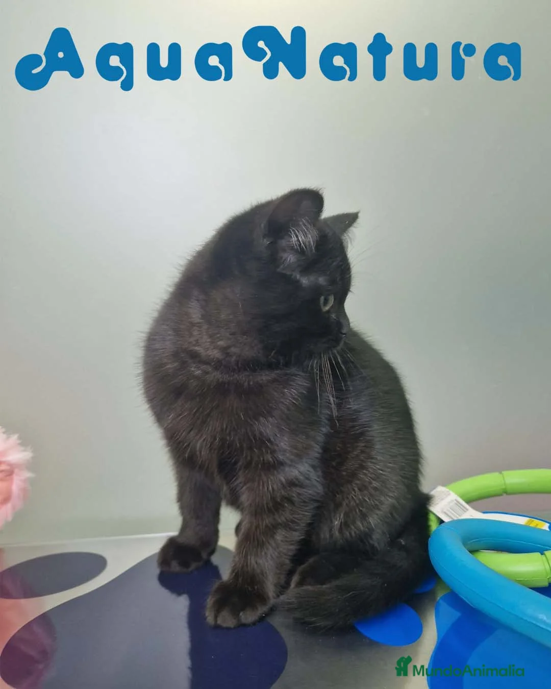 Británico de Pelo Corto gatos en venta: British Shorthair Macho 1739 AQUANATURA - Anuncio 8