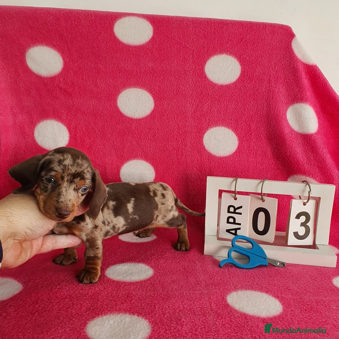 Teckel Miniatura perros en venta: Teckel miniatura  - Anuncio 2