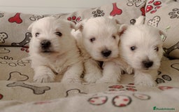 West Highland White Terrier perros en venta: Westhy  - Imagen 4