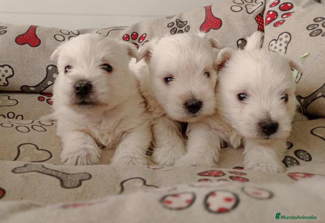 West Highland White Terrier perros en venta: Westhy  - Imagen 4