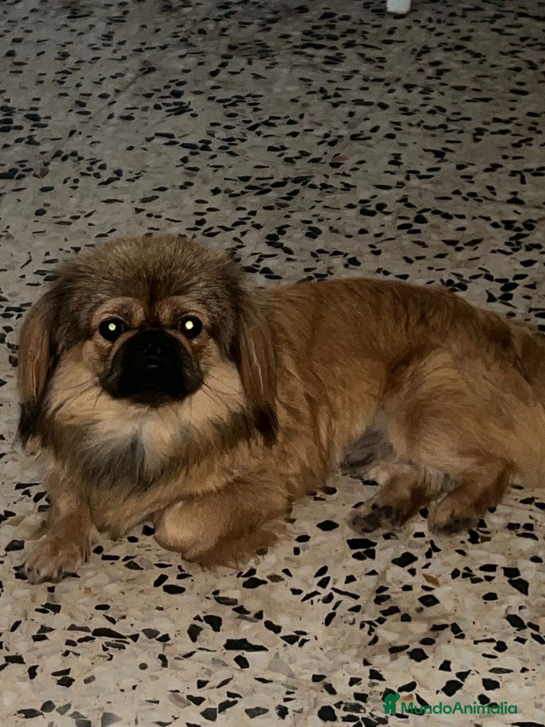 Pekinés perros en venta: Últimos bebitas de pequinezas  - Imagen 5