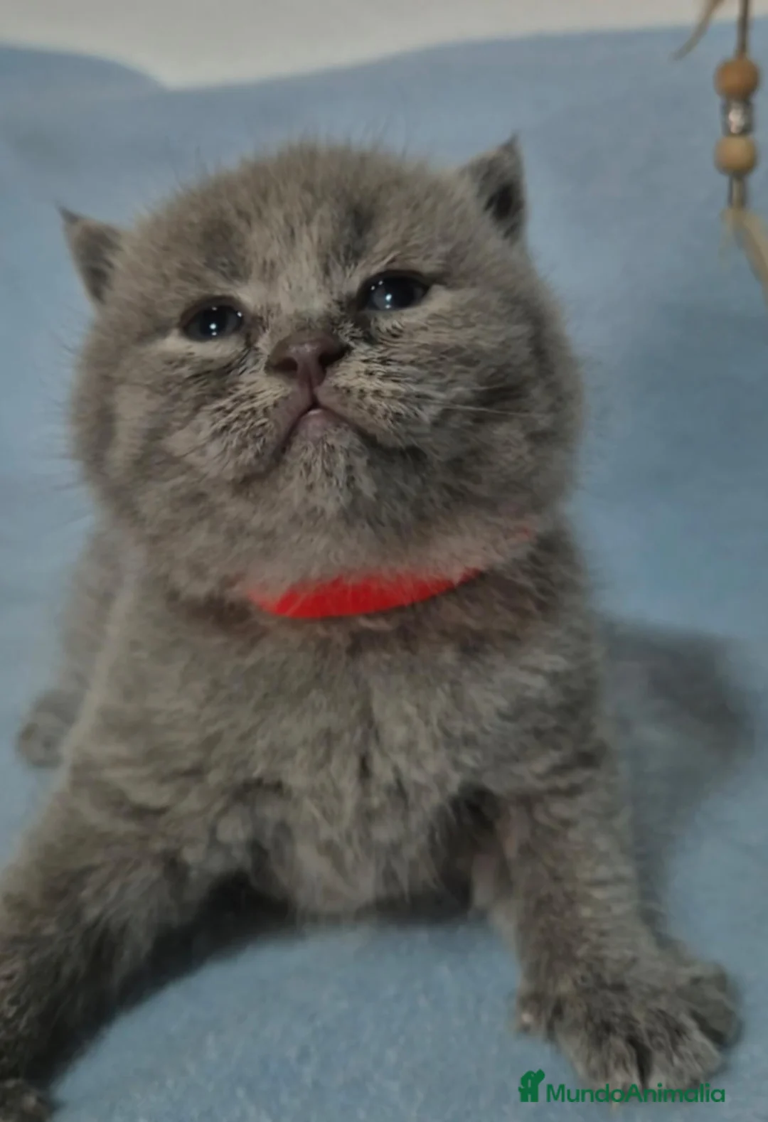 Británico de Pelo Corto Azul gatos en venta: BRITANICO PELO CORTO AZUL (SCOTTISH FOLD) - Anuncio 12