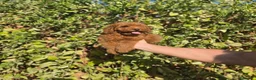 Caniche Toy perros en venta: CANICHE TOY - Anuncio 2