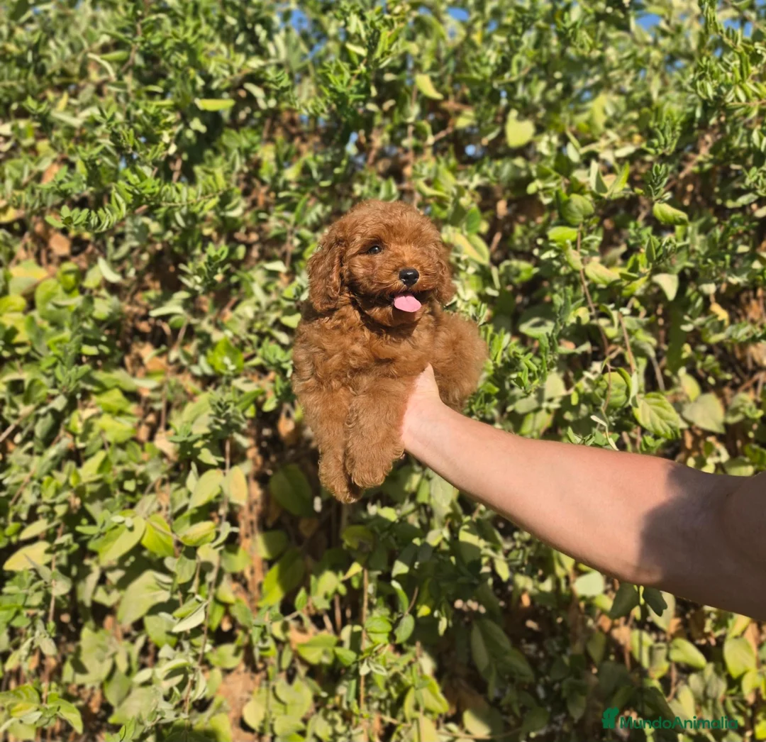 Caniche Toy perros en venta: CANICHE TOY - Anuncio 2