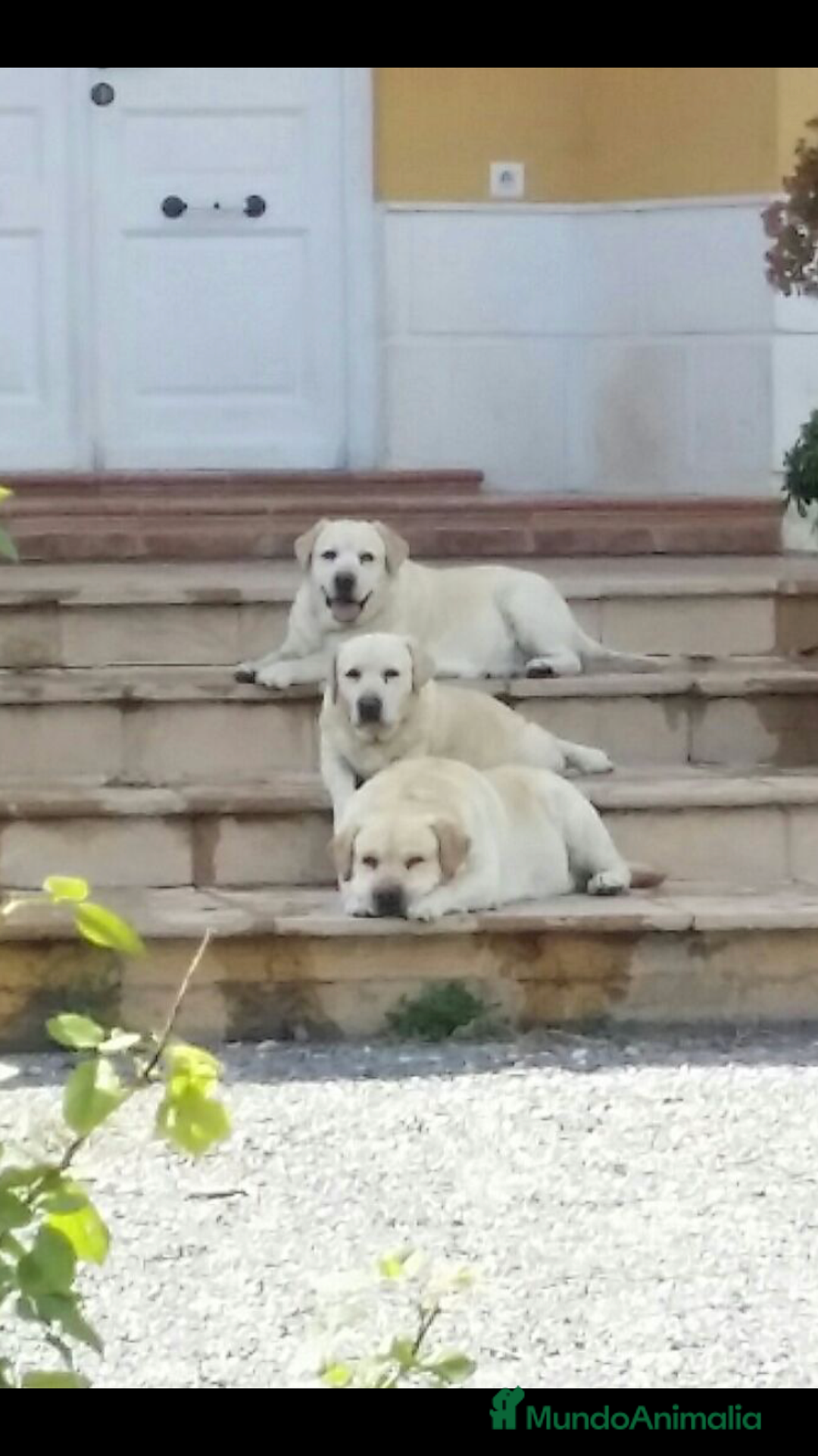 Labrador Retriever perros en venta: Cachorros labrador amarillo top - Imagen 6