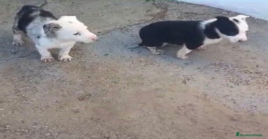 Border Collie perros - Anuncio 5