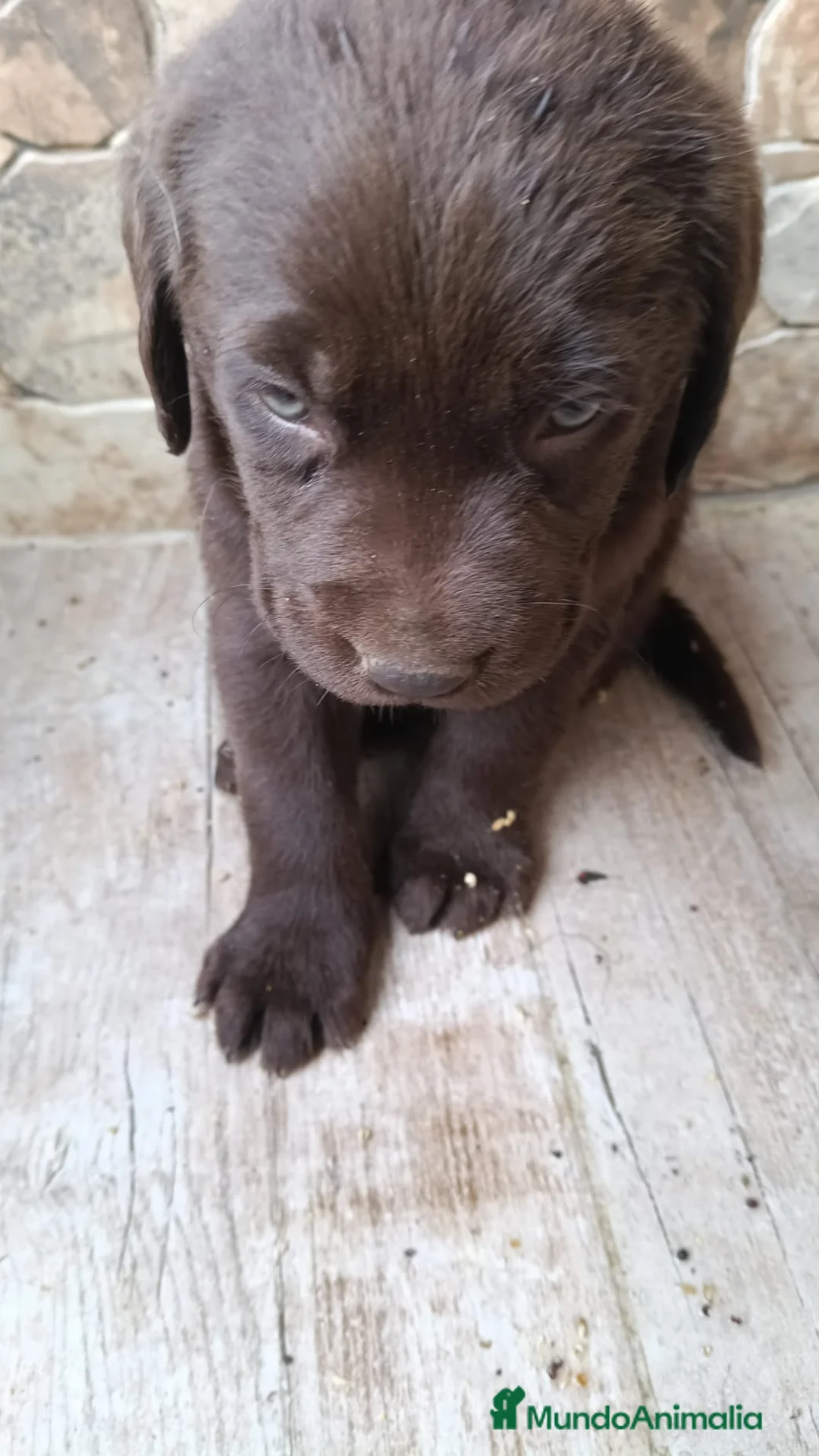 Labrador Retriever perros en venta: Espectaculares labradores chocolate  en Málaga - Anuncio 3