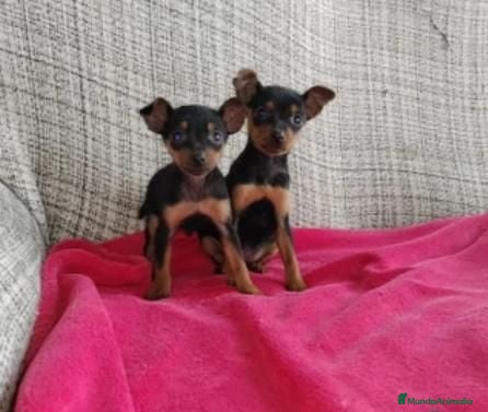 Pinscher Miniatura perros Pincher miniatura - Anuncio 2