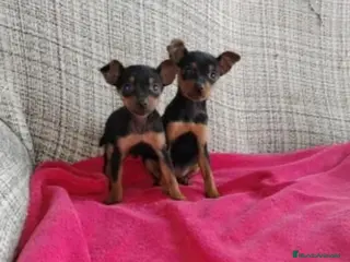 Pinscher Miniatura perros Pincher miniatura - Anuncio 2