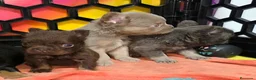 Bulldog Francés perros en venta: Fluffys y big rope bulldog  - Anuncio 10