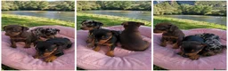 Pinscher Miniatura perros en venta: PINSCHER MINIATURA - SEVILLA  - Anuncio 1