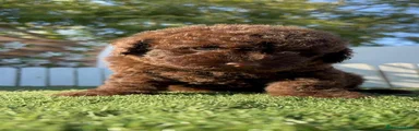 Perro de Agua Español 4