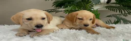 Labrador Retriever perros en venta: LABRADOR RETRIEVER  - Anuncio 18