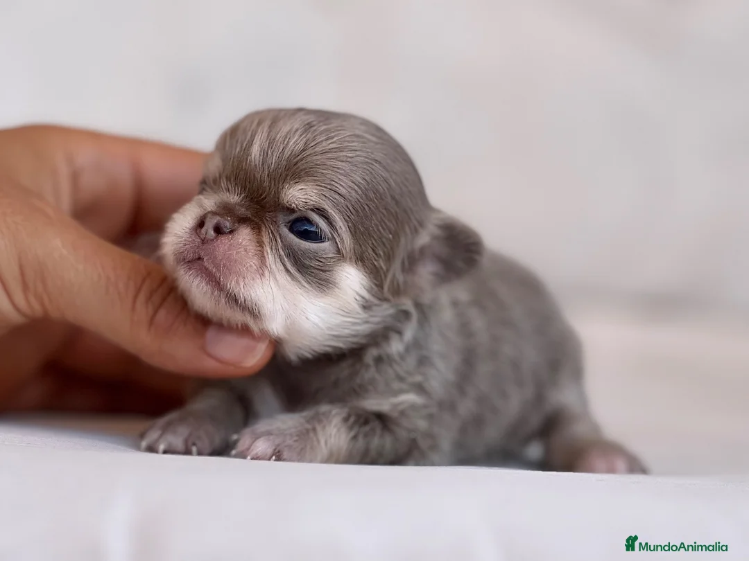 Chihuahua perros en venta: EXClUSIVA HEMBRITA TRICOLOR LILAC DE PELO LARGO - Anuncio 4