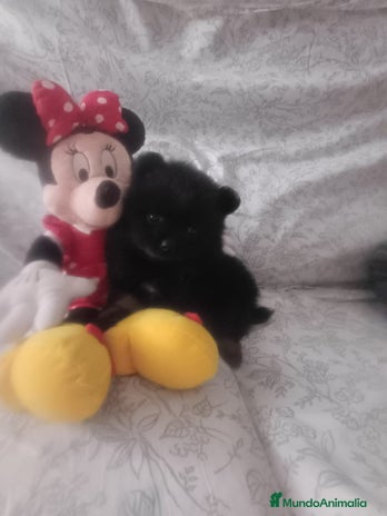 Pomerania perros - Anuncio 1