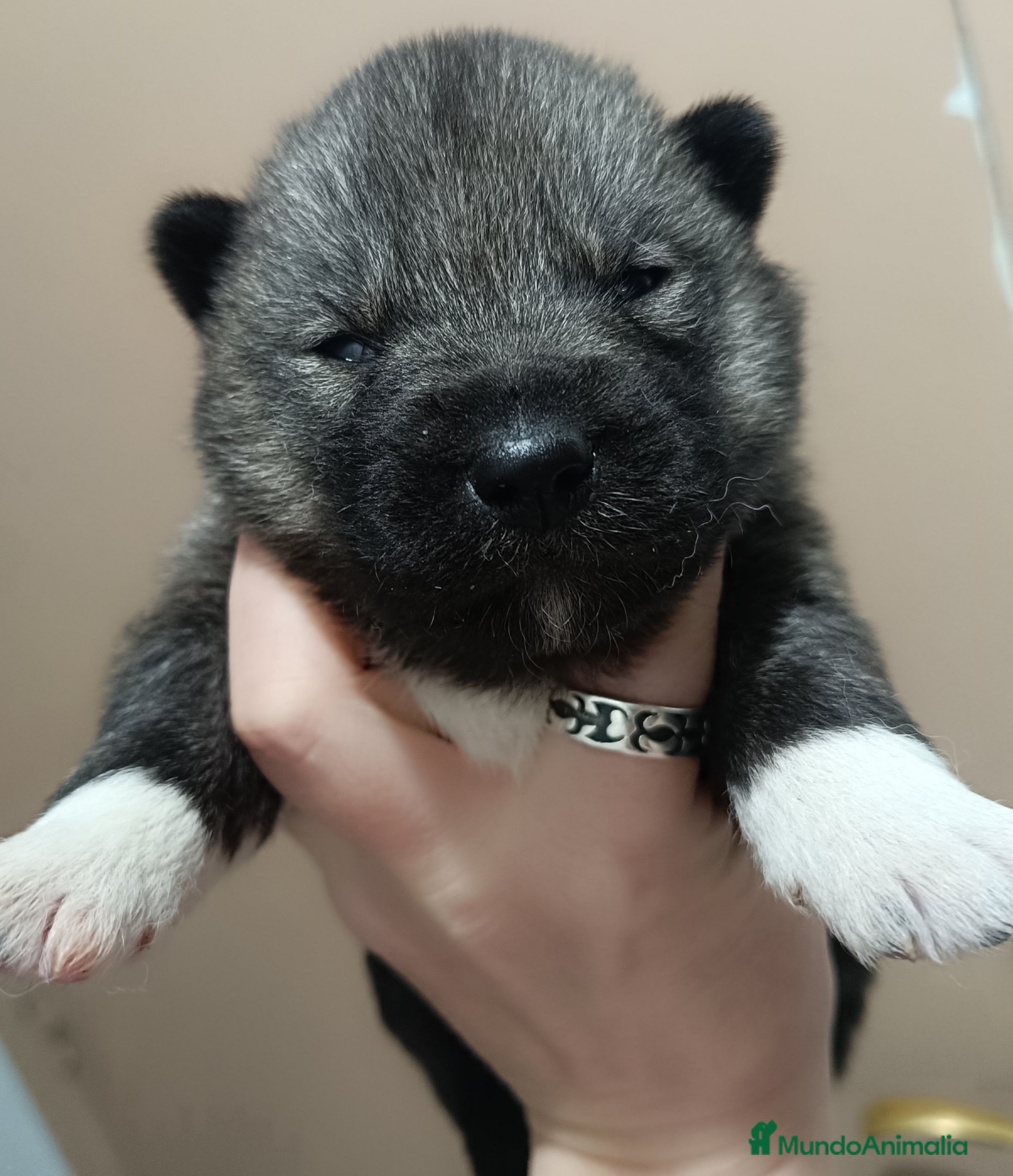 Husky Siberiano perros Husky siberiano camada - Anuncio 19