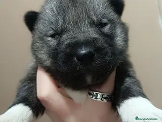 Husky Siberiano perros Husky siberiano camada - Anuncio 19