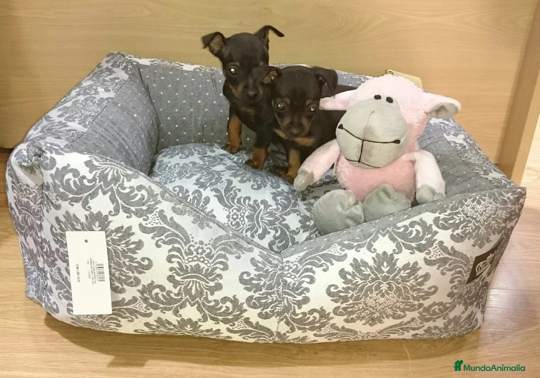 Ratón de Praga perros en venta: Ratón de Praga - Anuncio 6