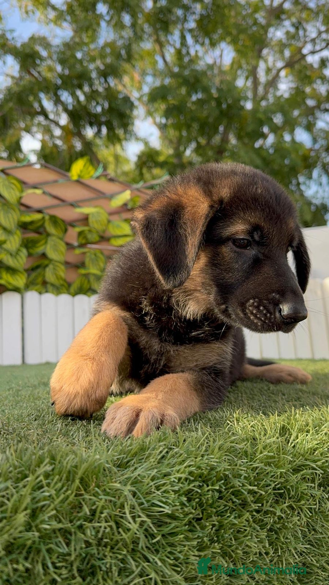 Pastor Alemán perros en venta: PASTOR ALEMAN HEMBRA - Imagen 11