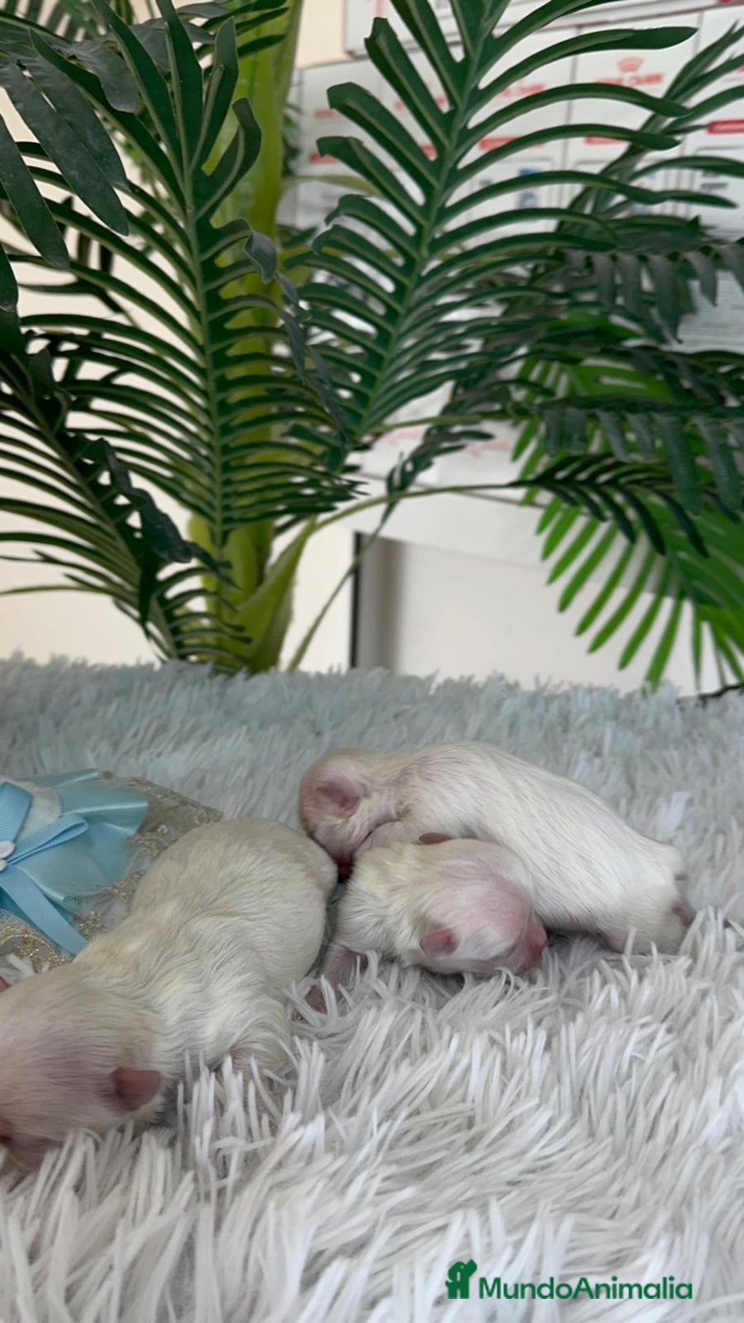 Bichón Maltés perros en venta: BICHON MALTES 100% COREANO - Anuncio 12