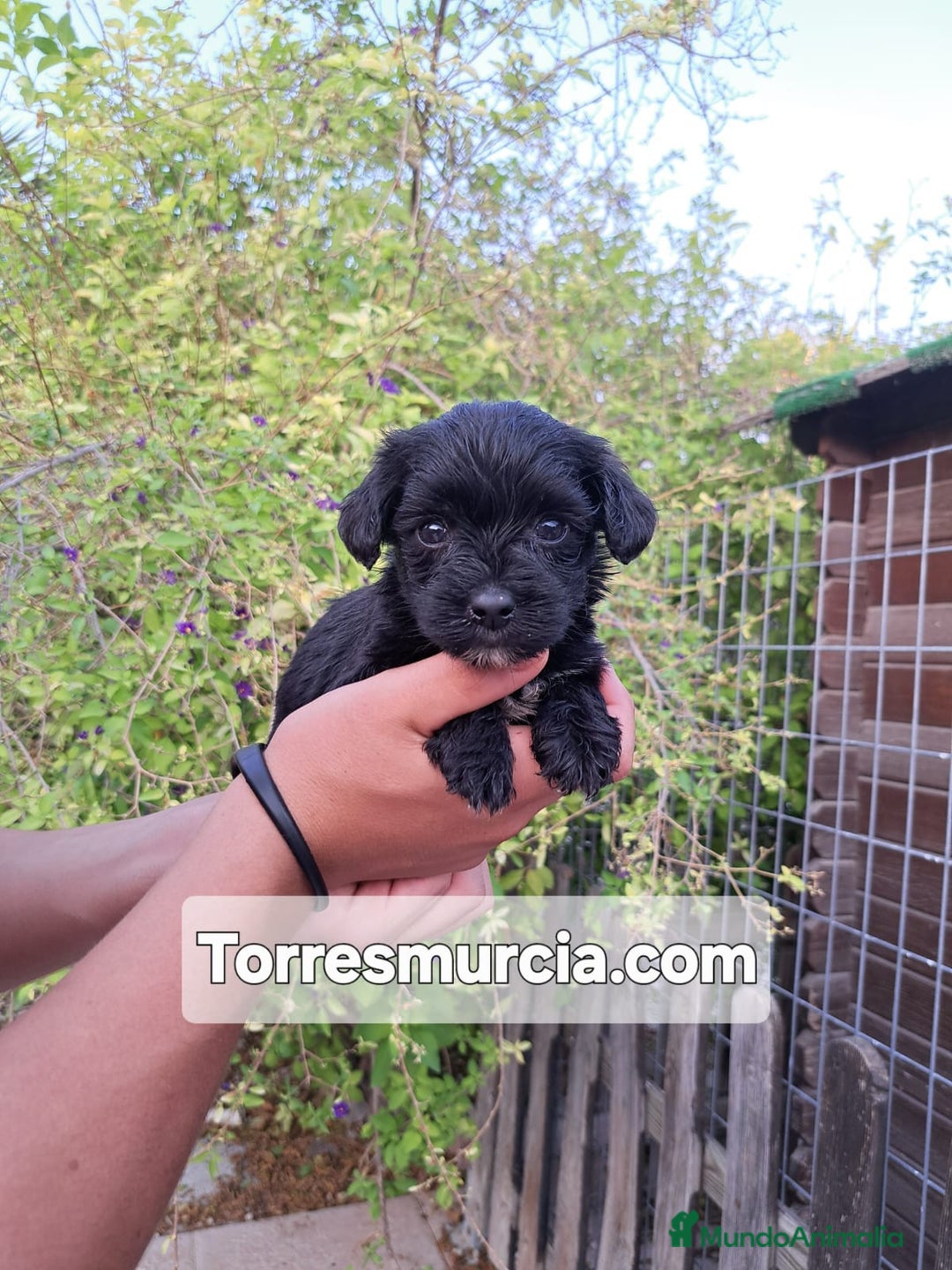 Labradoodle perros en venta: Labradoodle F3 - Imagen 6
