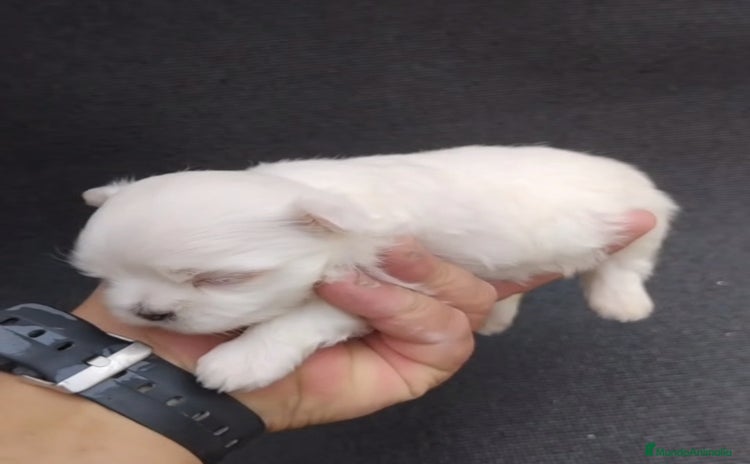 Bichón Maltés perros - Anuncio 3