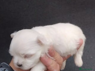 Bichón Maltés perros - Anuncio 4