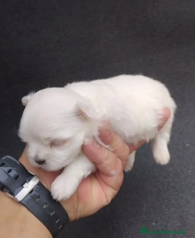 Bichón Maltés perros - Anuncio 1