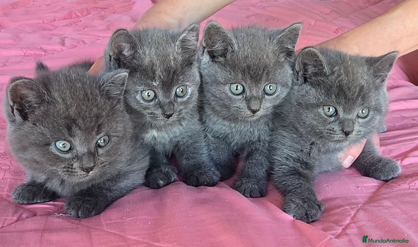 Británico de Pelo Corto Azul gatos Gatcot.com - Anuncio 1