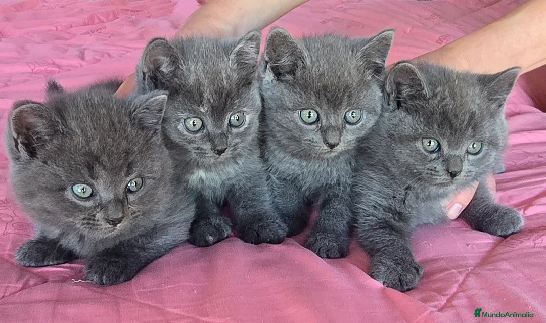 Británico de Pelo Corto Azul gatos en venta: Gatcot.com - Anuncio 1