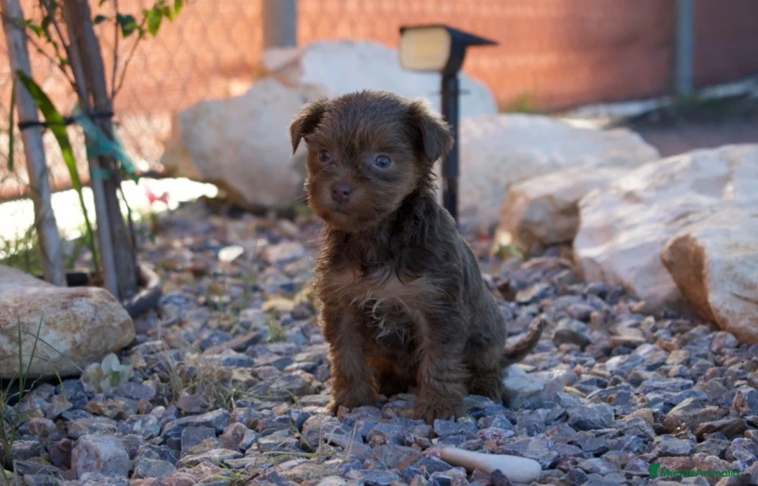 Yorkshire Terrier perros en venta: YORKSHIRE TERRIER CHOCOLATE EXÓTICOS DISPONIBLES - Anuncio 6