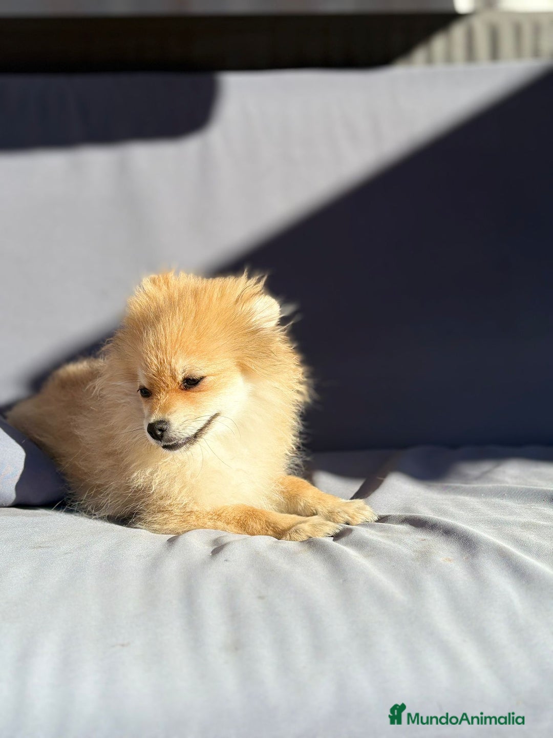 Pomerania perros en venta: Lulu pomerania toy - Imagen 11