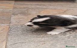 Pomerania perros en venta: Último Machito Pomerania Toy - Imagen 4