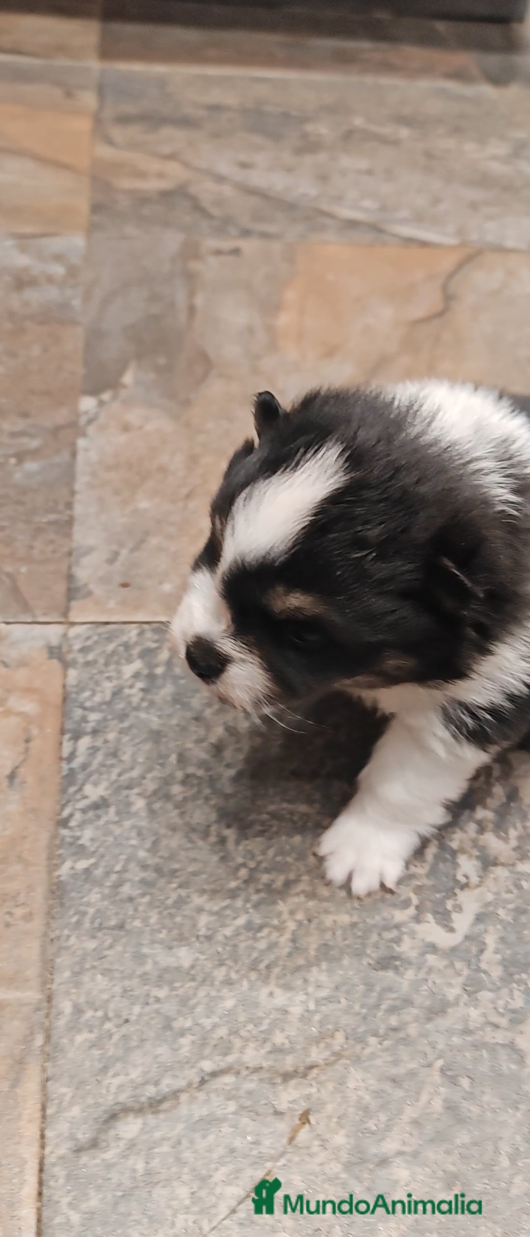 Pomerania perros en venta: Último Machito Pomerania Toy - Imagen 4