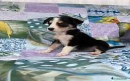 Border Collie perros en venta: Border collie última hembra  - Imagen 6