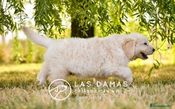 Golden Retriever perros en venta: 🐶 GOLDEN RETRIEVER. La ternura hecha perro 🐾 en Rubena - Imagen 4