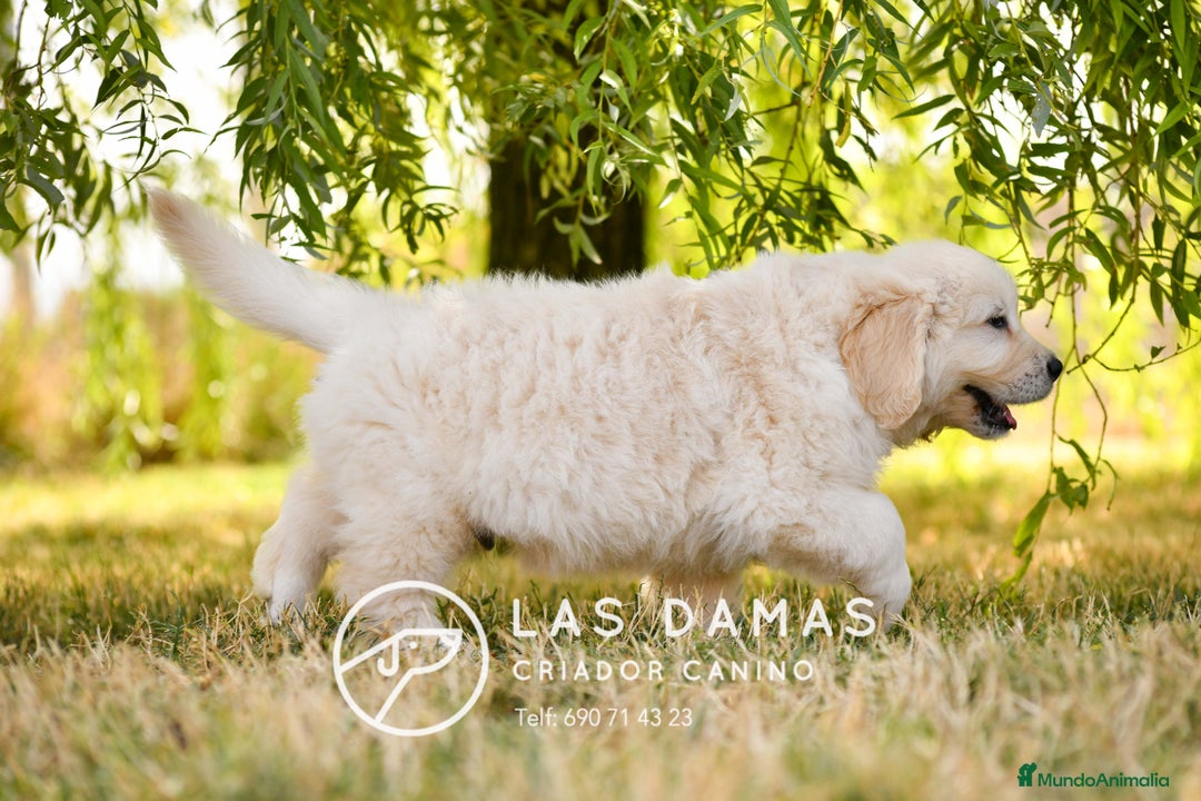 Golden Retriever perros en venta: 🐶 GOLDEN RETRIEVER. La ternura hecha perro 🐾 en Rubena - Imagen 4