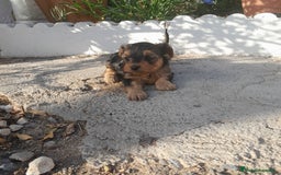 Yorkshire Terrier perros en venta: YORKSHIRE - Imagen 12