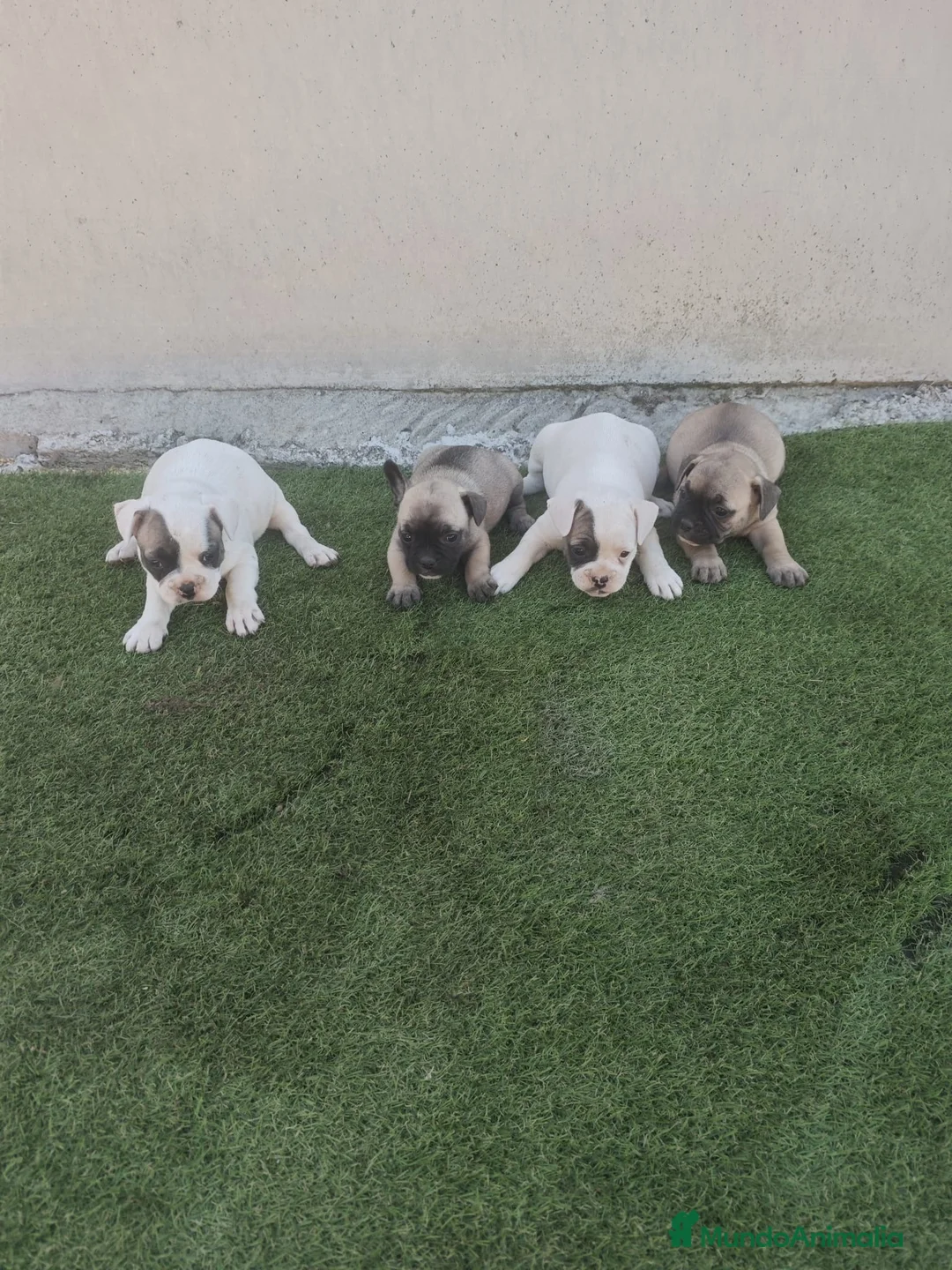 Bulldog Francés perros en venta: Bulldog francés 🐶🐾 en Málaga - Anuncio 5