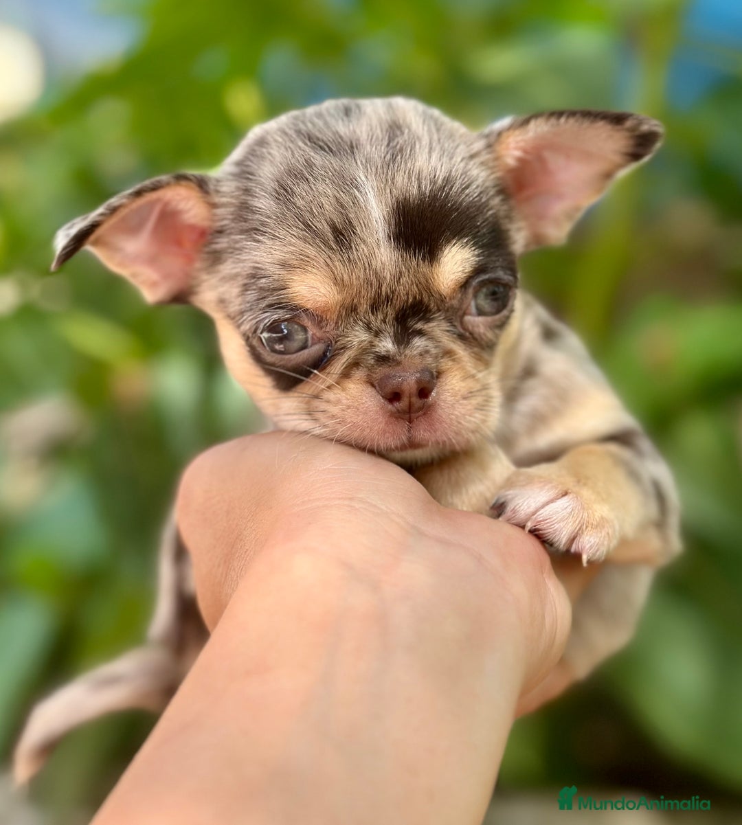 Chihuahua perros en venta: CHIHUAHUA MINITOY EXÓTICO  - Imagen 3