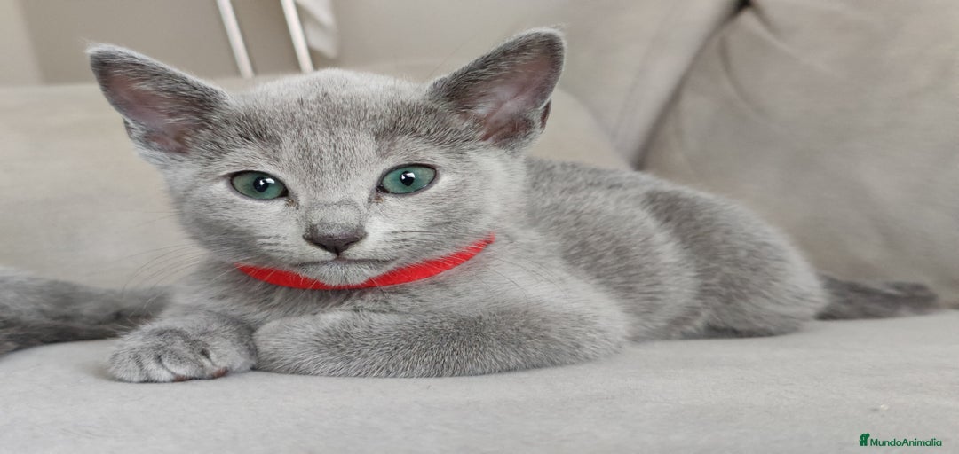 Imagen de galería {{count}}