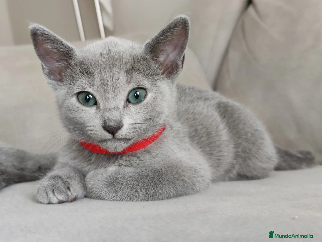 Imagen de galería {{count}}