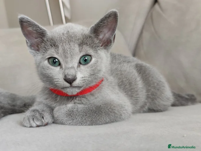 Imagen de galería {{count}}