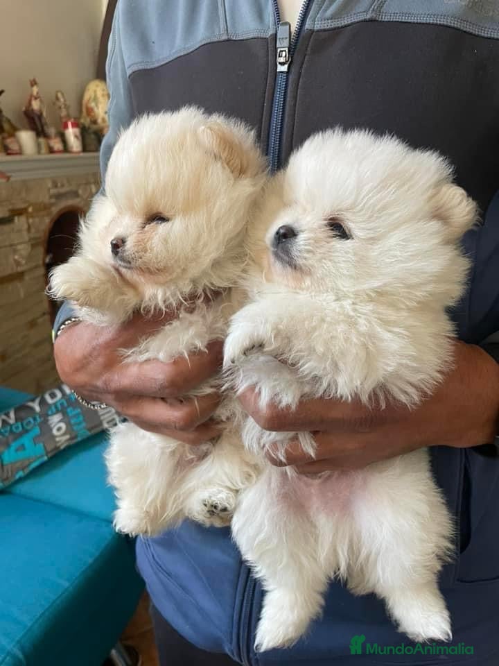 Pomerania perros POMERANIA ENANOS !!!! en Badajoz - Anuncio 2