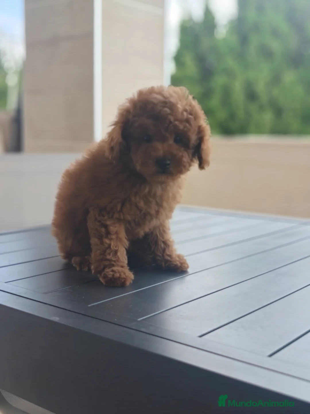 Caniche Toy perros en venta: Caniches rojos disponibles - Anuncio 2