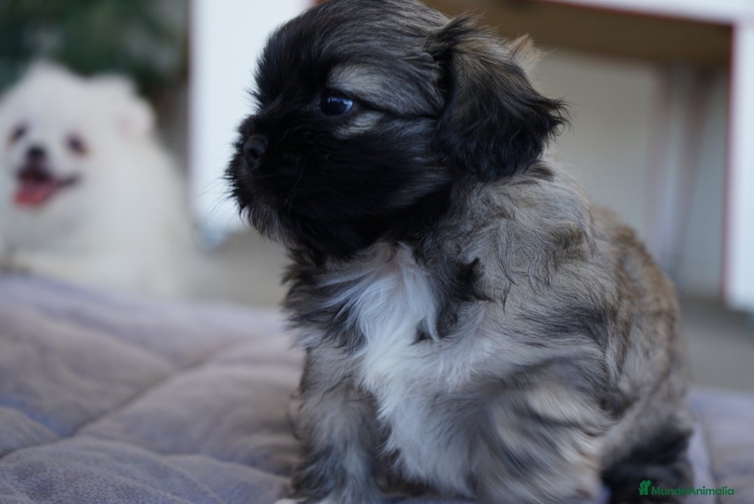 Maltipoo perros en venta: 🐾 Maxi y Boom – Maltipoo marrones con encanto ☕ - Imagen 4