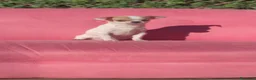 Chihuahua perros en venta: Chihuahua  - Anuncio 5