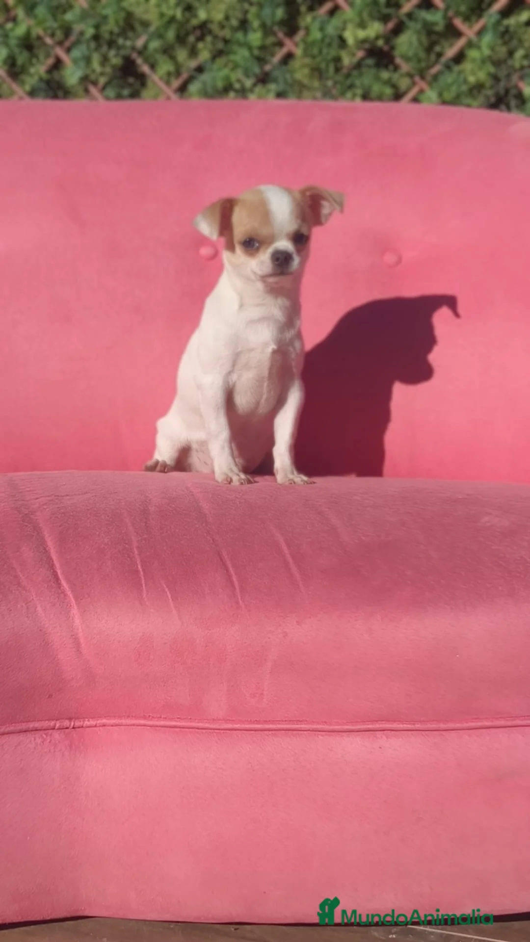 Chihuahua perros en venta: Chihuahua  - Anuncio 5